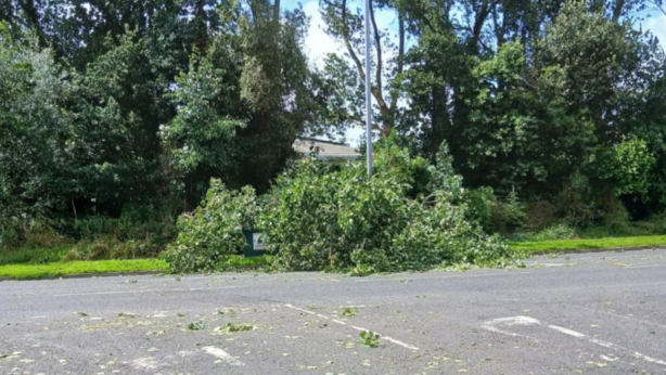 Shows a fallen tree with other trees in the background and an empty road