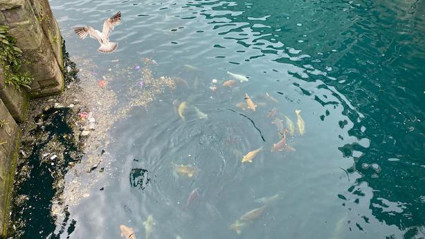 Fish feeding on the surface outside Princes Quay Shopping Centre in Hull.