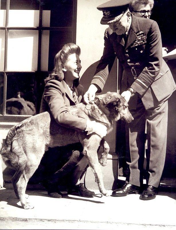 Black and white photo of Bing standing on a step. A woman is kneeling down behind him with her arm around him and another soldier is seen attaching something onto his collar. 