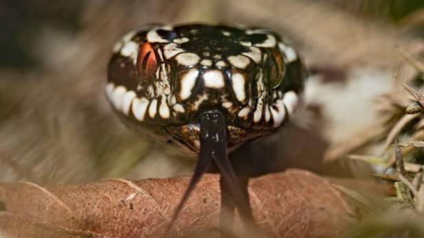 An adder, with a black and white head, is looking into the camera lens, with its tongue out 