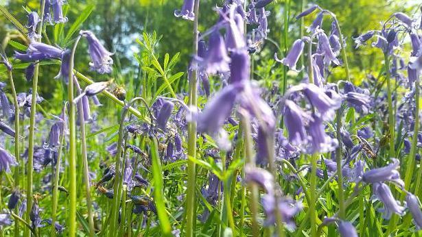 A close up for bluebells