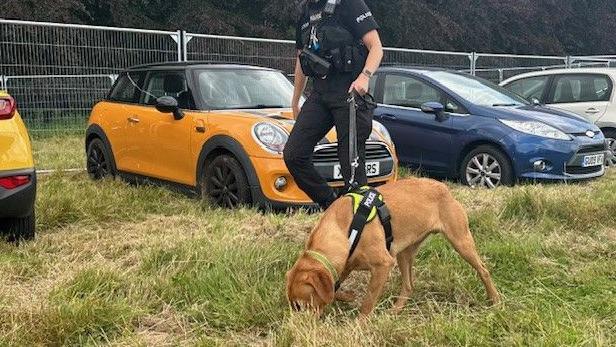 Police dog sniffing in grass with parked cars in the background