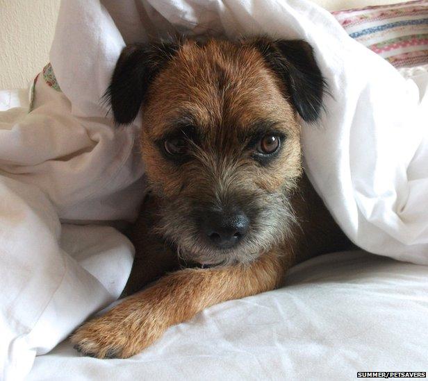 A puppy wrapped in white bedsheets