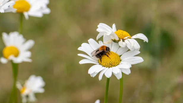 A flower with a bee on it 