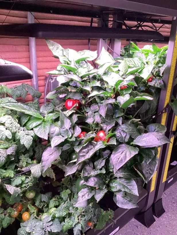 tomatoes being grown in an enclosed space. 