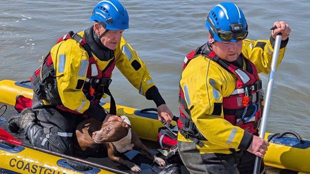 Two men dressed in yellow and black waterproof clothing and blue helmets are kneeling on a small inflatable yellow craft with the writing coastguard rescue in black text. A small brown and white dog can be seen between them. The man at the front is rowing with a red paddle and the second man is holding the dog which is lying between his legs.