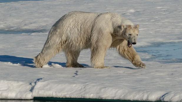 A polar bear walking on ice