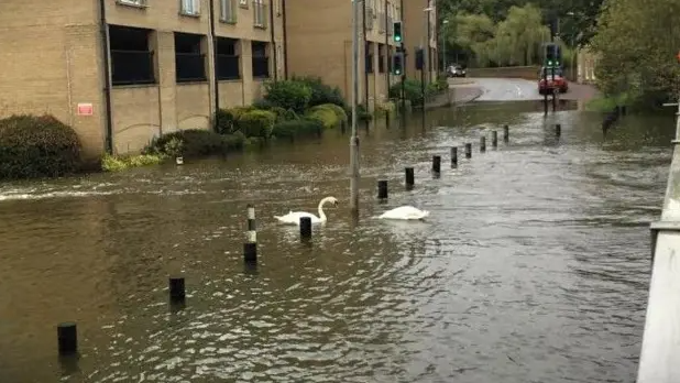 A flooded street next to a block of flats with swans swimming in the water 