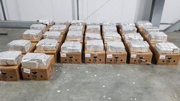 cocaine discovered in search of banana shipment