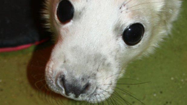 Abandoned grey seal pup