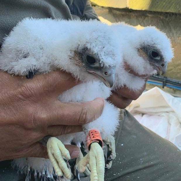 Two peregrine falcon chicks with white fur look at the camera while being held around the middle by a person sitting behind them