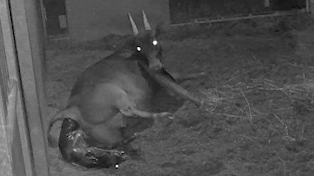 CCTV still of mother Darcy lying down in a den at Chester Zoo as she delivers her female anoa calf Kasimbar