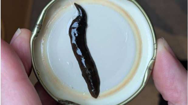 An Obama flatworms, a small dark brown worm, inside the lid of a jam jar. The jar lid is being held by a hand. 