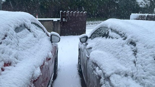 Cars covered in snow