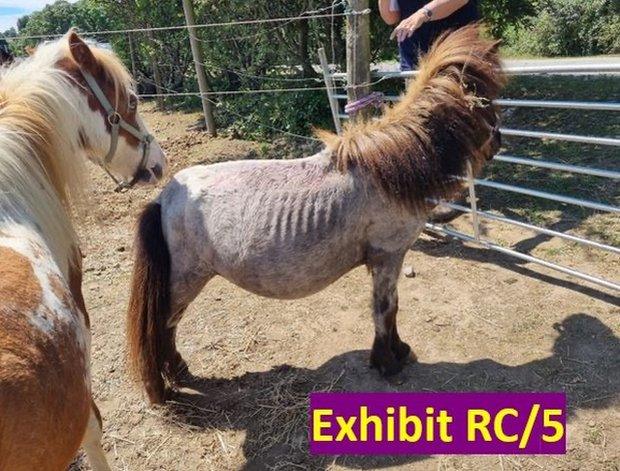 A malnourished donkey at the centre