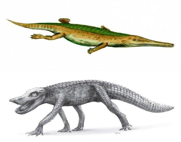 Species of crocodiles.