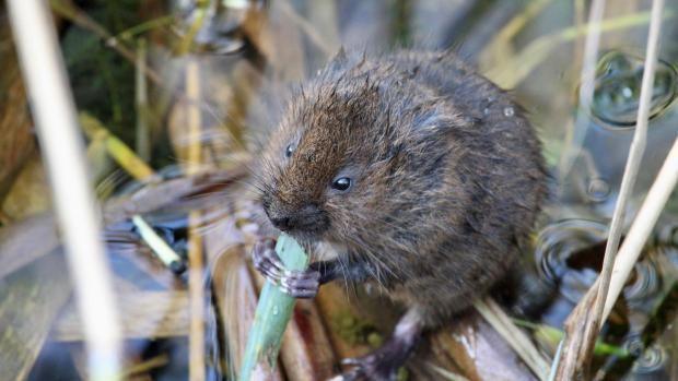 Bruno Leon won the under-16 category of the competition with his photograph of a vole eating grass