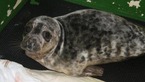 Grey Seal pup