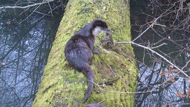 An otter perches on a large tree trunk which lies across a river. It is looking to its left and is wet. 