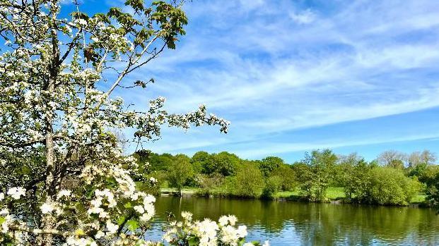 Blossom tree in front of a lake 