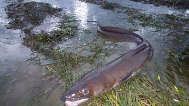 Conger eel