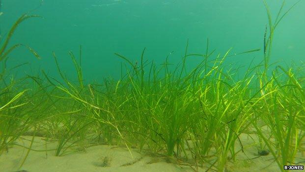 Zostera marina seagrass