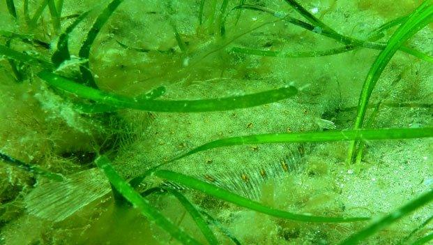 Plaice on seagrass