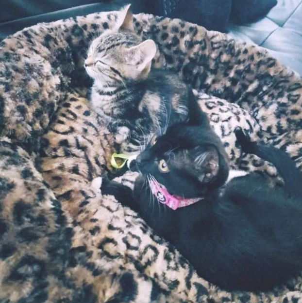 Marius's two cats pictured. One of them is black and the other brown.