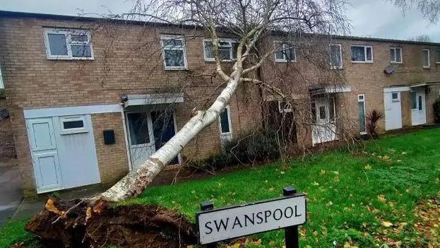 A tree with a silver trunk (probably silver birch) on its side with its leafless upper branches resting across the edge of the roof of two terraced houses. Its roots can be seen surrounded by dark earth, sticking out of a grass verge in front of the houses. In front of that is a white roadsign saying Swanspool
