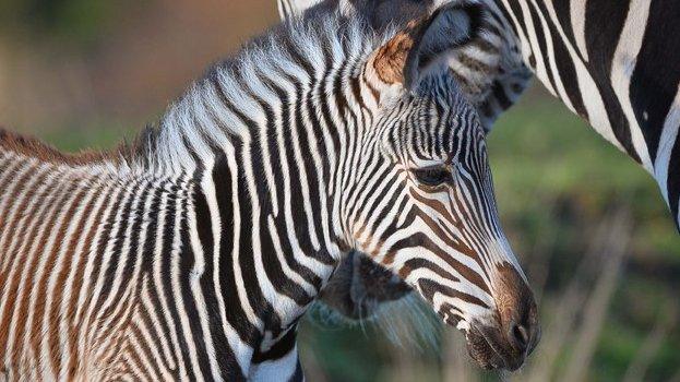 Zebra foal