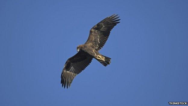 golden eagle