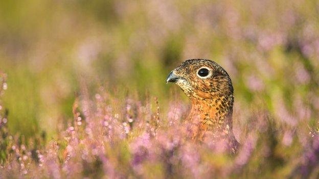 Hen harrier on grouse moor