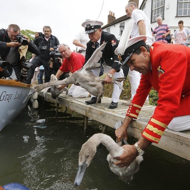 Swan Upping