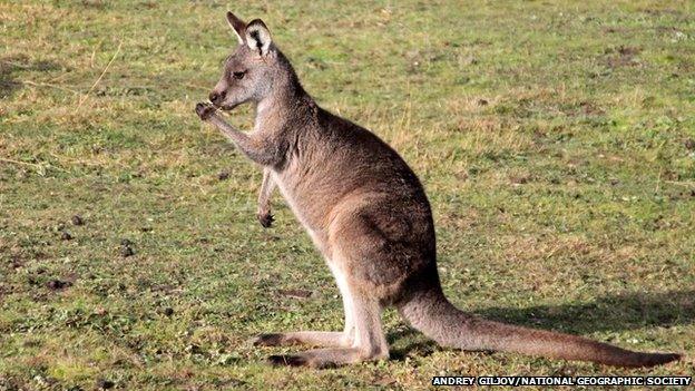 eastern grey kangaroo