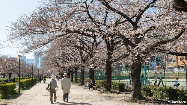 Couple walk under cherry trees in Osaka, Japan