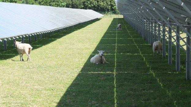 Sheep at Whitley Solar Farm