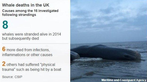 Whale deaths causes