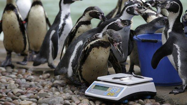 Penguins getting weighed