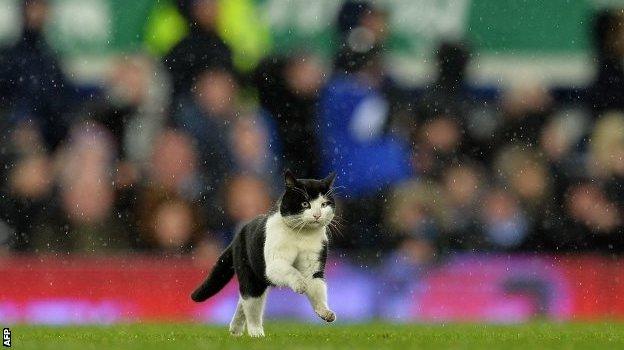 Cat on the pitch at Goodison Park