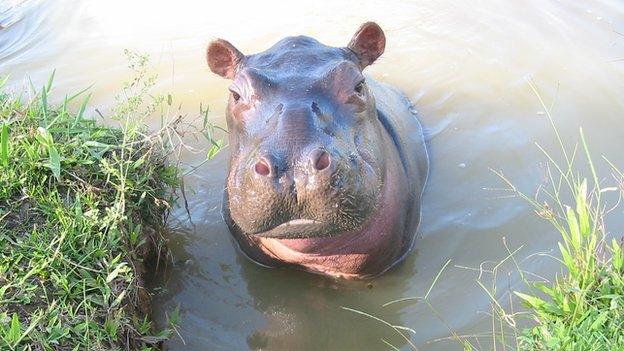 One of the Escobar hippos