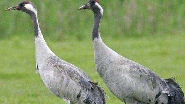 Common crane