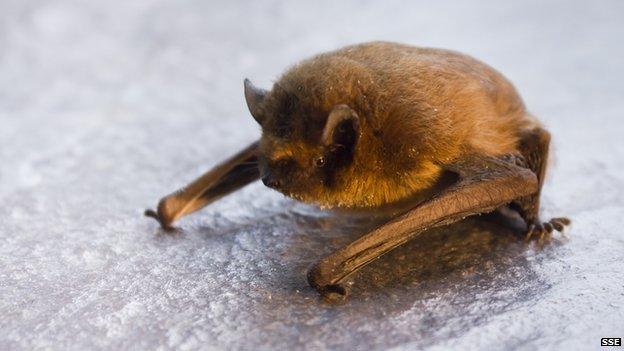 Soparano pipistrelle