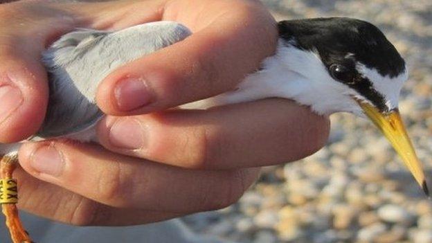 Little tern