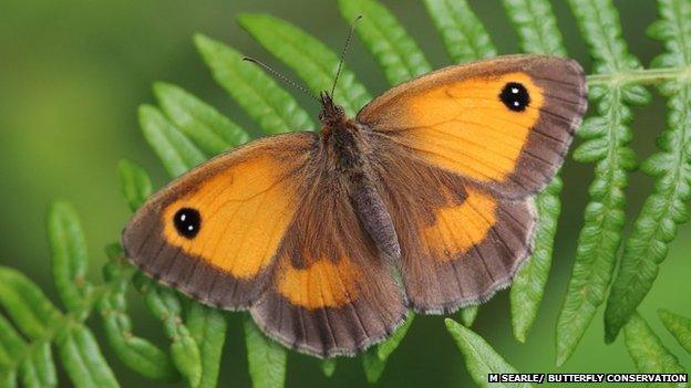 Gatekeeper (c) Mark Searle/Butterfly Conservation