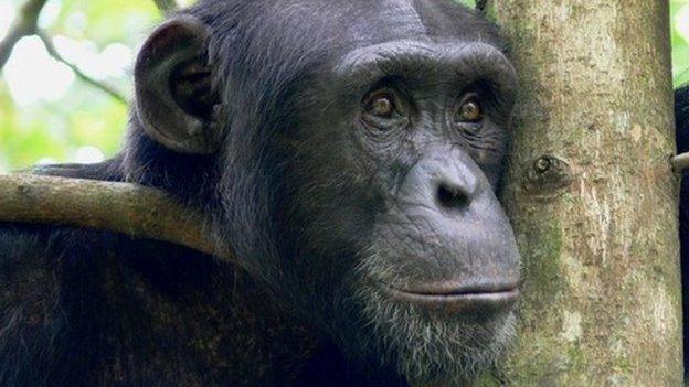 Western chimpanzee (c) Kathelijine Koops