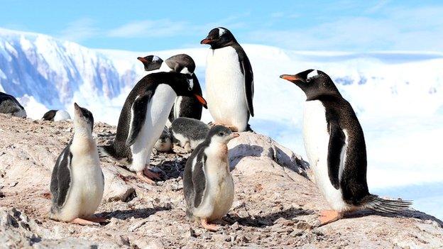 Gentoo penguins in Neko Harbour, Antarctica (c) Victoria Gill