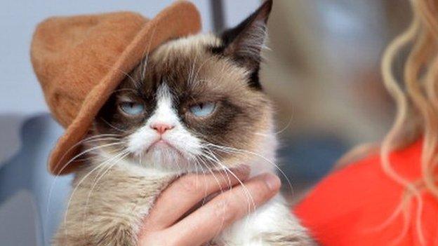 Grumpycat