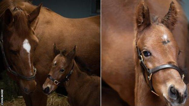 Annie Power and het colt foal at Coolmore Stud