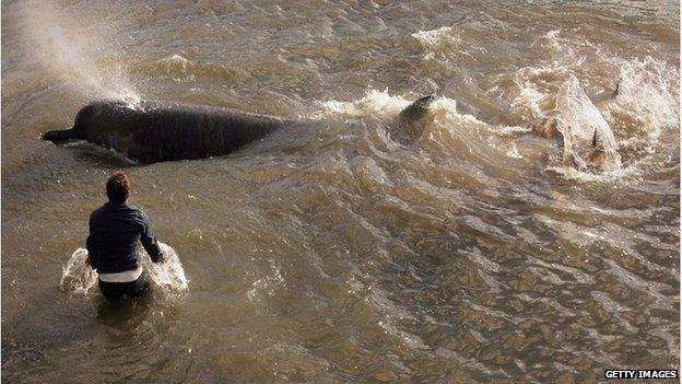 Bottle-nosed whale