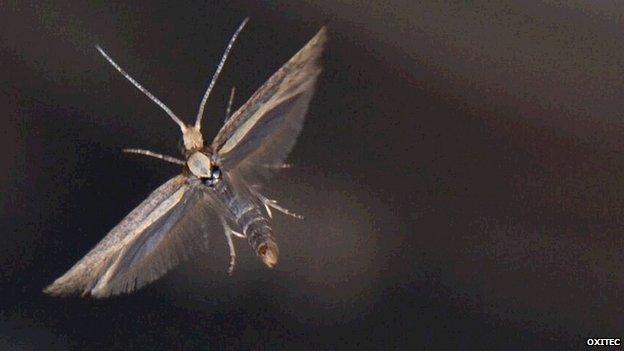 Diamondback moth